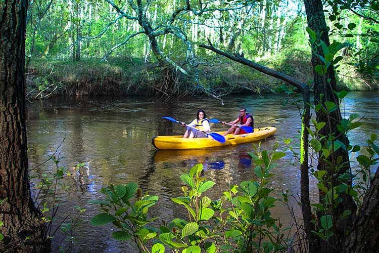 Descente de la Leyre sur un canoë bi-place, près du Teich