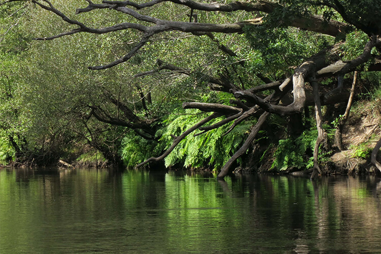 Paysage, arbres sur la descente de la Leyre en canoë, près du Teich