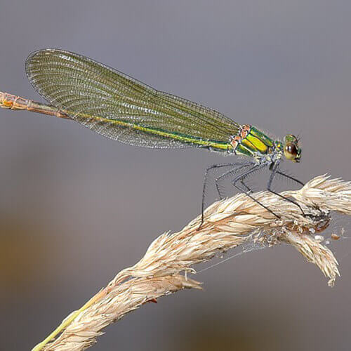 La faune près du bassin d'Arcachon : la calopteryx femelle