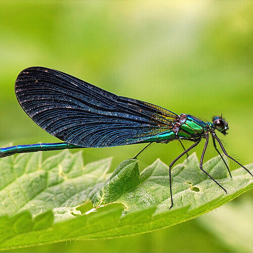 La faune près du bassin d'Arcachon : le calopteryx mâle