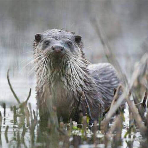 La faune près du bassin d'Arcachon : la loutre