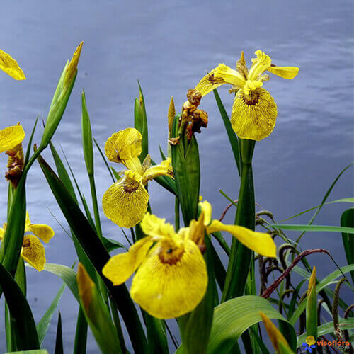 La flore près du bassin d'Arcachon : l'iris des marées