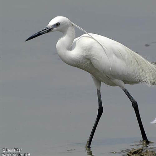 La faune près du bassin d'Arcachon : l'aigrette gazette