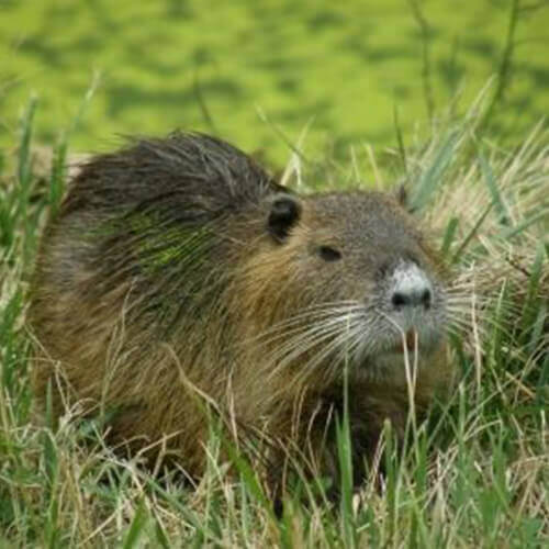 La faune près du bassin d'Arcachon : le ragondin