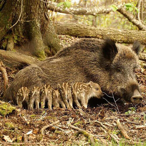La faune près du bassin d'Arcachon : la laie et ses petits